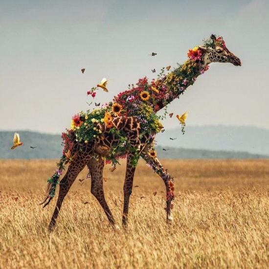 Яркие фотографии фотохудожника Марселя Ван Льюита