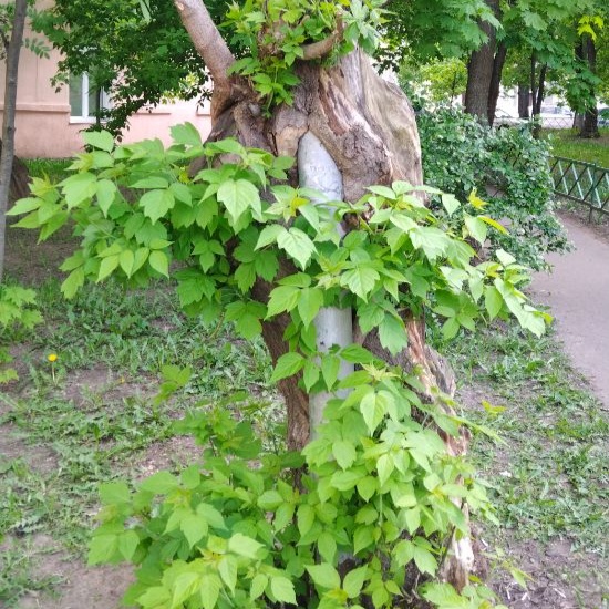 Спрятался