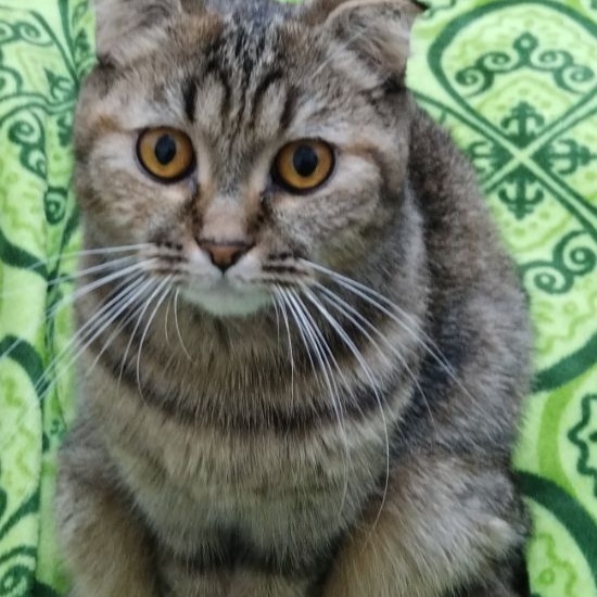 Милашки