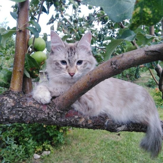 Милашки
